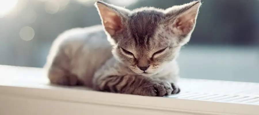 A kitten naps on an electric heater